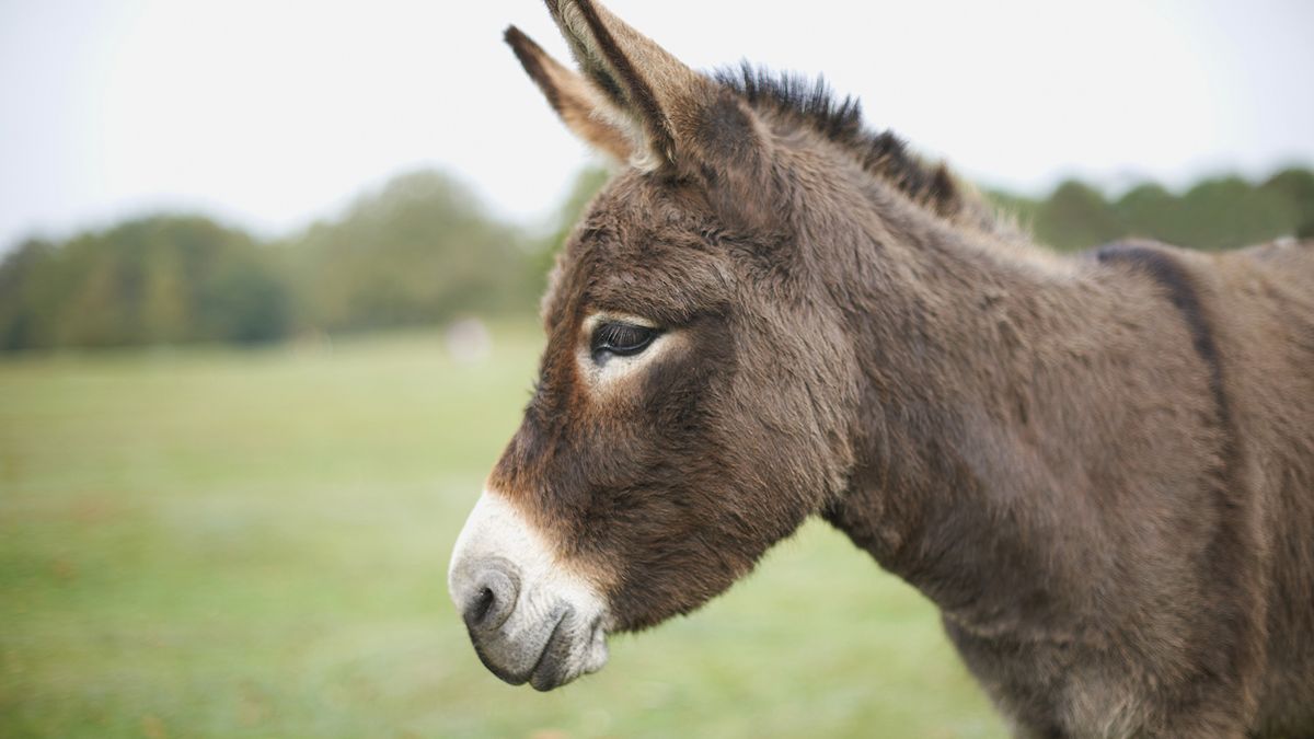 Featured image for “Donkey Forever For Jesus Christ”